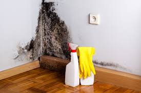 Environmental Consulting for Mold Prevention in Cattaraugus, NY